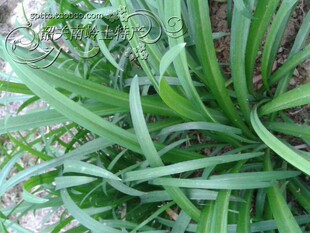  限时特价 新鲜 野菜 野生石韭菜 正宗绿色食品 南岭特有