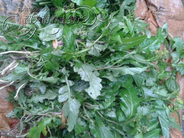 野菜 野葛菜 塘葛菜,江剪刀草,野油菜,焊菜