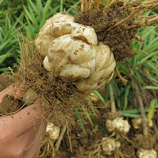 预售【安徽馆】漫水河药百合原生态散装百合王非百合干PK兰州百合