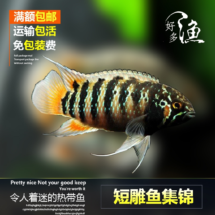 小型热带观赏鱼小丸子金波子鱼短鲷鱼凤凰可爱