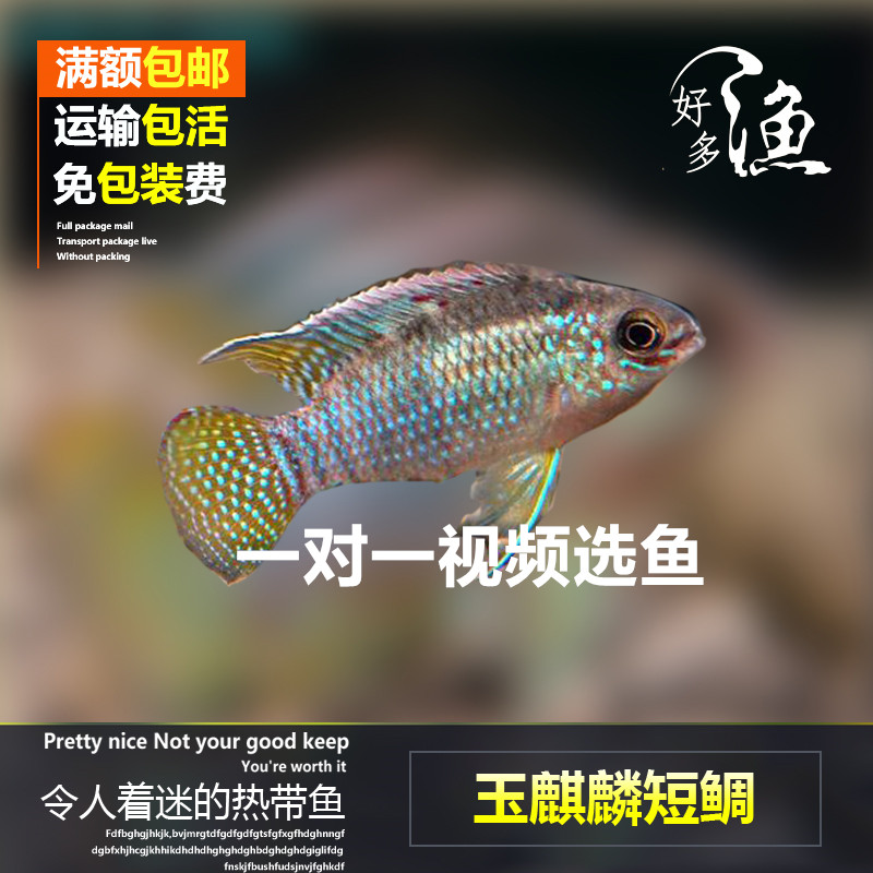 热带观赏鱼玉麒麟短鲷南美短鲷活体鱼观赏鱼宠物鱼(好多渔水族)在类目 宠物/宠物食品及用品, 水族世界, 鱼中 - 来自Buy2taobao.com提供专业的淘宝代购服务