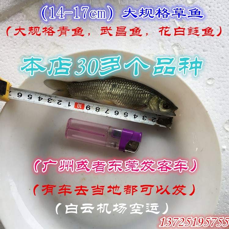 Yangtze River disease resistance Grass carp seedling living thing White Wanyu seedlings Four great fish freshwater Fryin the Pet/Pet food and supplies , Aqua World , Fish category - from Buy2taobao.com to provide professional Taobao agent buy service