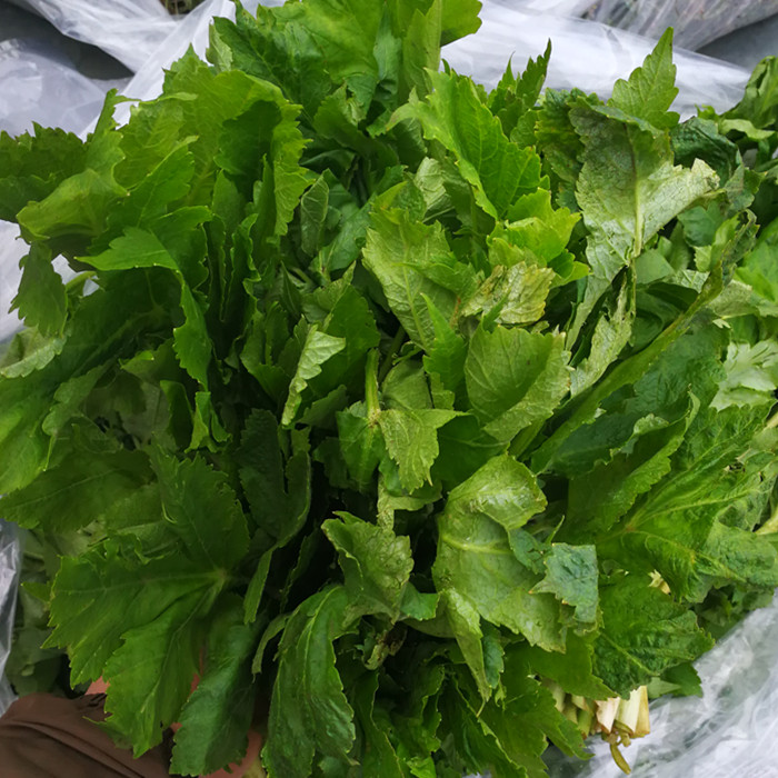 當年保鮮袋的山芹菜山野菜老桑芹小興安嶺野生老山芹大葉芹蔬菜在類目 水產肉類/新鮮蔬果/熟食, 新鮮蔬菜/蔬菜製品, 新鮮蔬菜, 其它中 - 來自Buy2taobao.com提供專業的淘寶代購服務
