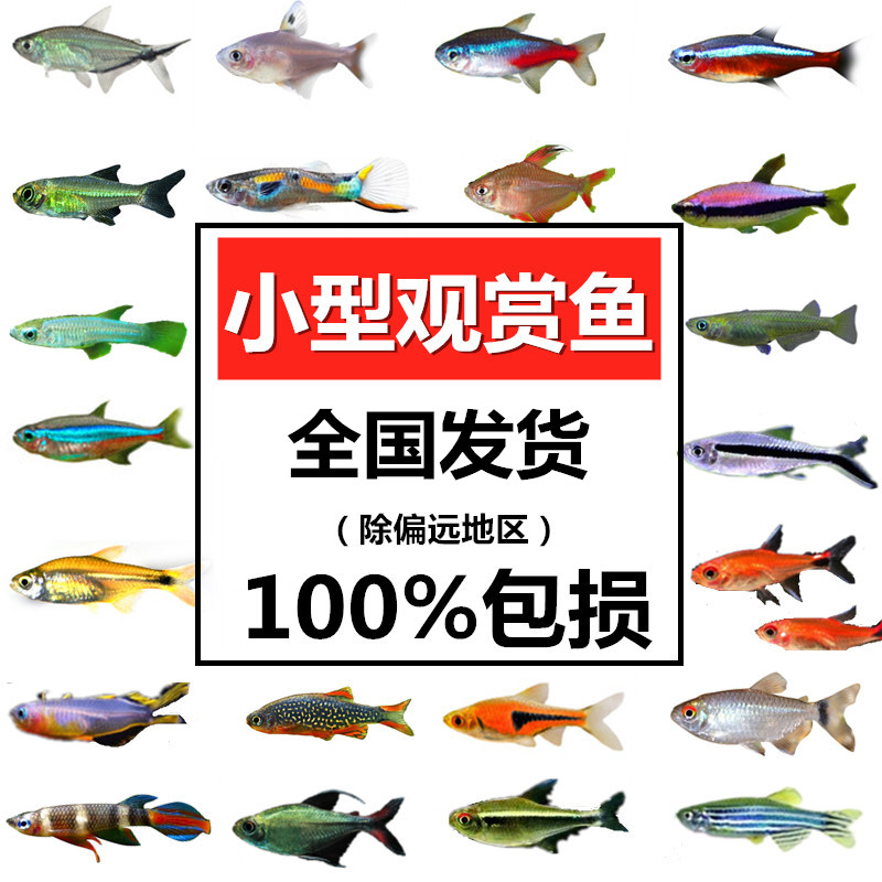 燈科魚紅綠燈藍眼燈三角燈寶蓮燈觀賞魚紅鼻剪刀熱帶魚魚缸淡水魚在類目 寵物/寵物食品及用品, 水族世界, 魚中 - 來自Buy2taobao.com提供專業的淘寶代購服務