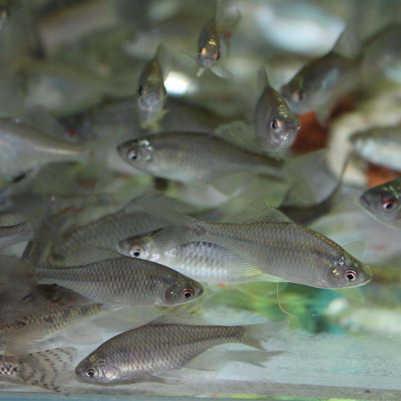 Bitterling fish body Algae removal tools Coldwater Ornamental fish Colorful Shoal of fish Native fishin the Pet/Pet food and supplies , Aqua World , Fish category - from Buy2taobao.com to provide professional Taobao agent buy service
