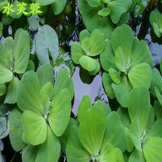 Duckweed Aquatic herb Water Lotus Hydroponics Lotus bowl Shrimp and fish Scenery Center Duckweed S. natans Water hyacinthin the Pet/Pet food and supplies , Aqua World , Aquarium fish tanks and other equipment , Aquatic category - from Buy2taobao.com to provide professional Taobao agent buy service
