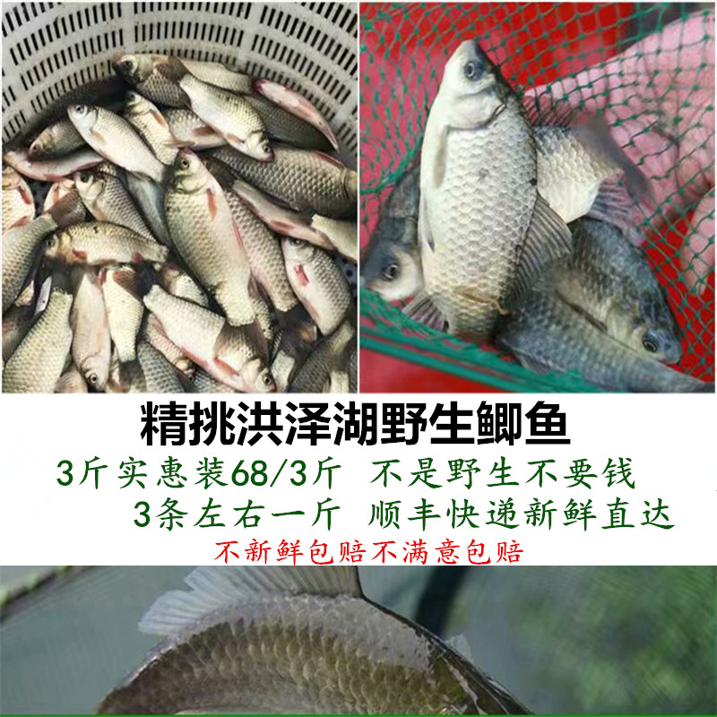 Fine pick Hongze Lake wild Crucian carp fresh Crucian carp Freshwater lake wild Crucian carp 1500 Keshunfeng Directin the Aquatic meat/Fresh fruits and vegetables/Cooked , Seafood/Aquatic/Product , Freshwater Fish category - from Buy2taobao.com to provide professional Taobao agent buy service