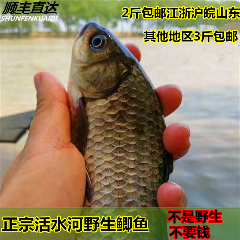 活水魚野生魚新鮮鲫魚 昂刺魚 鲫魚 草魚黑魚泥鳅黃鳝生態魚在類目 水產肉類/新鮮蔬果/熟食, 海鮮/水產品/製品, 淡水魚類中 - 來自Buy2taobao.com提供專業的淘寶代購服務