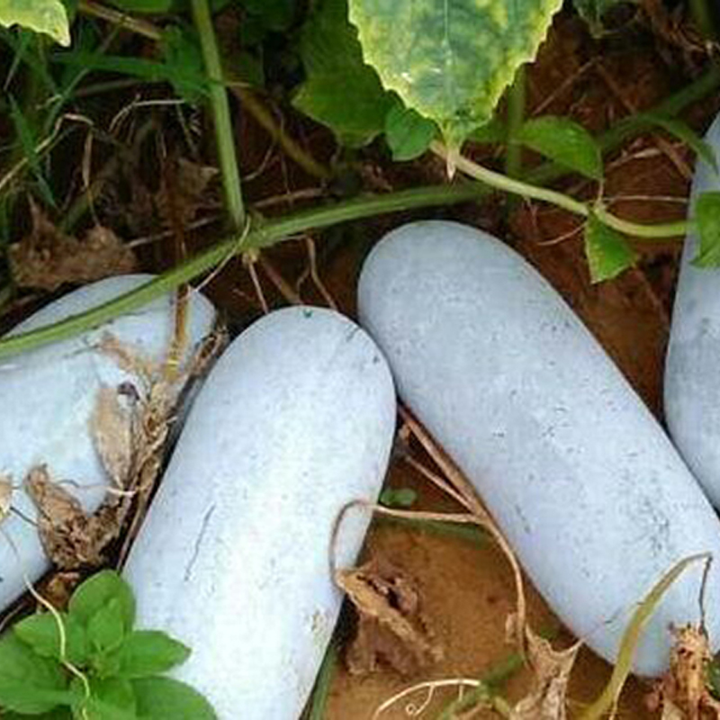 香冬瓜種子滴翠迷妳小冬瓜籽涮火鍋熬湯四季種露天大棚蔬菜種子在類目 基礎建材, 其它基礎建材, 基礎材料中 - 來自Buy2taobao.com提供專業的淘寶代購服務
