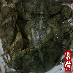  鼎信鲜活水产 新鲜海鲜 石蟹/花盖蟹/花梭子蟹/海螃蟹 1斤7-10只