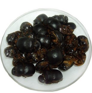 中药材大将军 屎壳郎、蜣螂 推车客、黑牛儿、