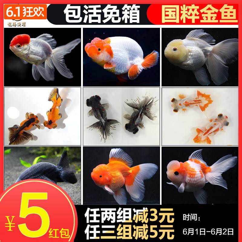 金鱼活体小金鱼淡水鱼锦鲤鱼小型金鱼苗宠物冷水鱼兰寿观赏鱼活体在类目 宠物/宠物食品及用品, 水族世界, 鱼中 - 来自Buy2taobao.com提供专业的淘宝代购服务