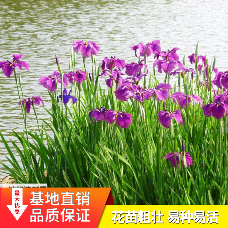 Evergreen Four seasons Evergreen calamus Wetlands purify Water Quality Pond Watercourse green Beautiful Botany Flower seedlingsin the Flower delivery/Flowers simulation/Plants gardening , Flowers/Potted plants (New) , Plants category - from Buy2taobao.com to provide professional Taobao agent buy service