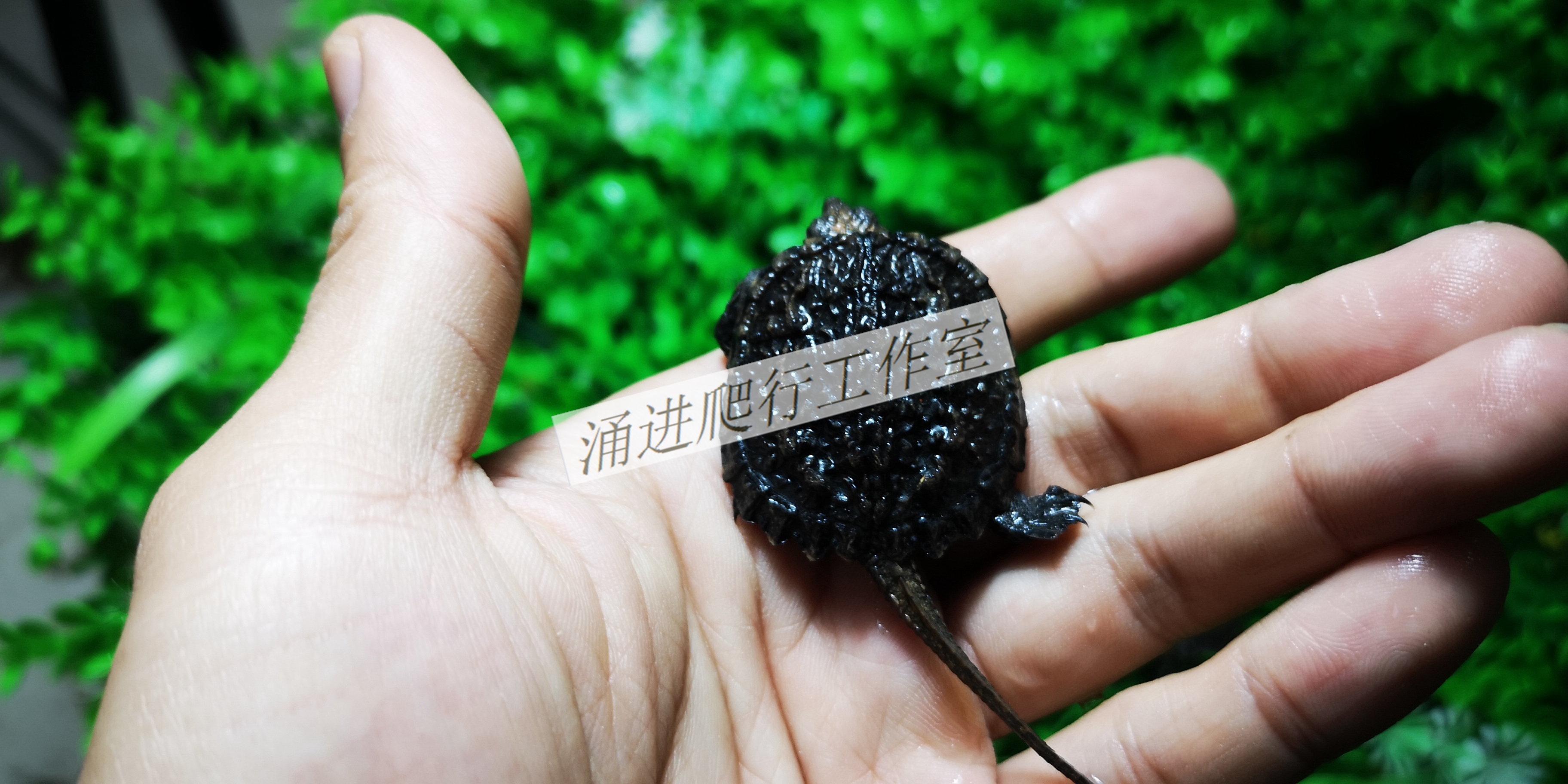 2019 North America Small snapper living thing Snapping Turtle Tortoise living thing Pet turtle Terrapins Sham Town housein the Pet/Pet food and supplies , Aqua World , Turtle/Turtle category - from Buy2taobao.com to provide professional Taobao agent buy service