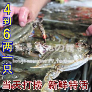  丹东东港鲜活海鲜 螃蟹 活梭子蟹 大飞蟹大海蟹 当天打捞新鲜特活