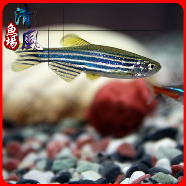 蓝斑马原生斑马鱼低温耐活热带活体鱼小型鱼水族观赏鱼包邮包活在类目 宠物/宠物食品及用品, 水族世界, 鱼中 - 来自Buy2taobao.com提供专业的淘宝代购服务