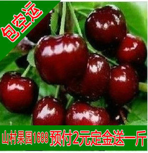  预定预售订山东烟台大樱桃车厘子/5月底现摘现发自种新鲜水果包邮