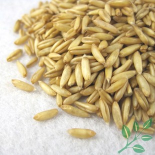  十元不限重 精选燕麦米 真空包装 生筱麦仁 优质农家杂粮 500g克