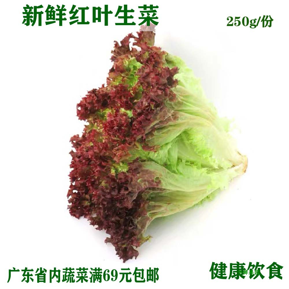 新鲜紫叶生菜红叶生菜 罗莎红红珊瑚 沙拉西餐red leaf 250g/份在类目 水产肉类/新鲜蔬果/熟食, 新鲜蔬菜/蔬菜制品, 新鲜蔬菜, 其它中 - 来自Buy2taobao.com提供专业的淘宝代购服务