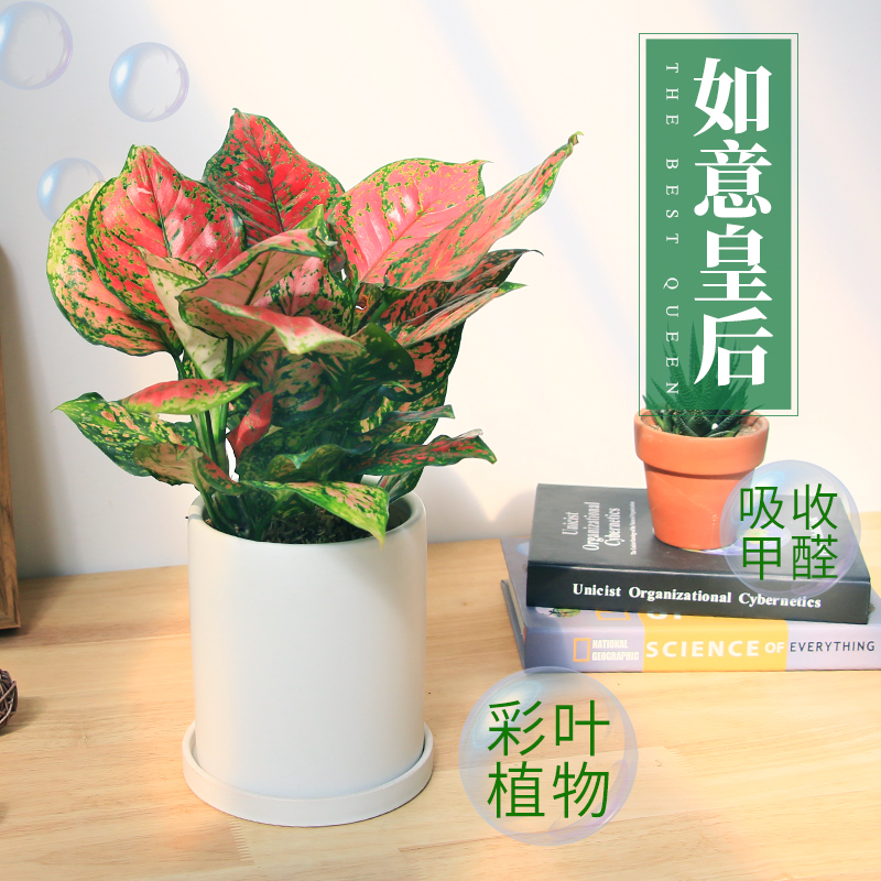 如意皇后彩叶粗肋草盆栽花叶万年红室内吸甲醛净化空气彩叶植物|ruв категории доставка цветов/цветок моделирования/растения садоводства, цветок/растения в горшках (новый), растения - от Buy2taobao.com для оказания профессиональной услуги покупки агента Taobao