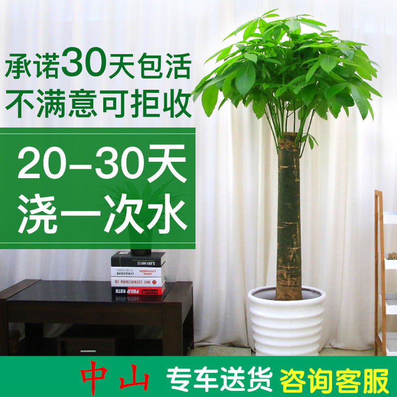 单杆发财树盆栽客厅大颗型树桩植物绿植办公室开业乔迁送礼装饰在类目 鲜花速递/花卉仿真/绿植园艺, 花卉/绿植盆栽(新), 大型绿植/成品组合盆栽中 - 来自Buy2taobao.com提供专业的淘宝代购服务