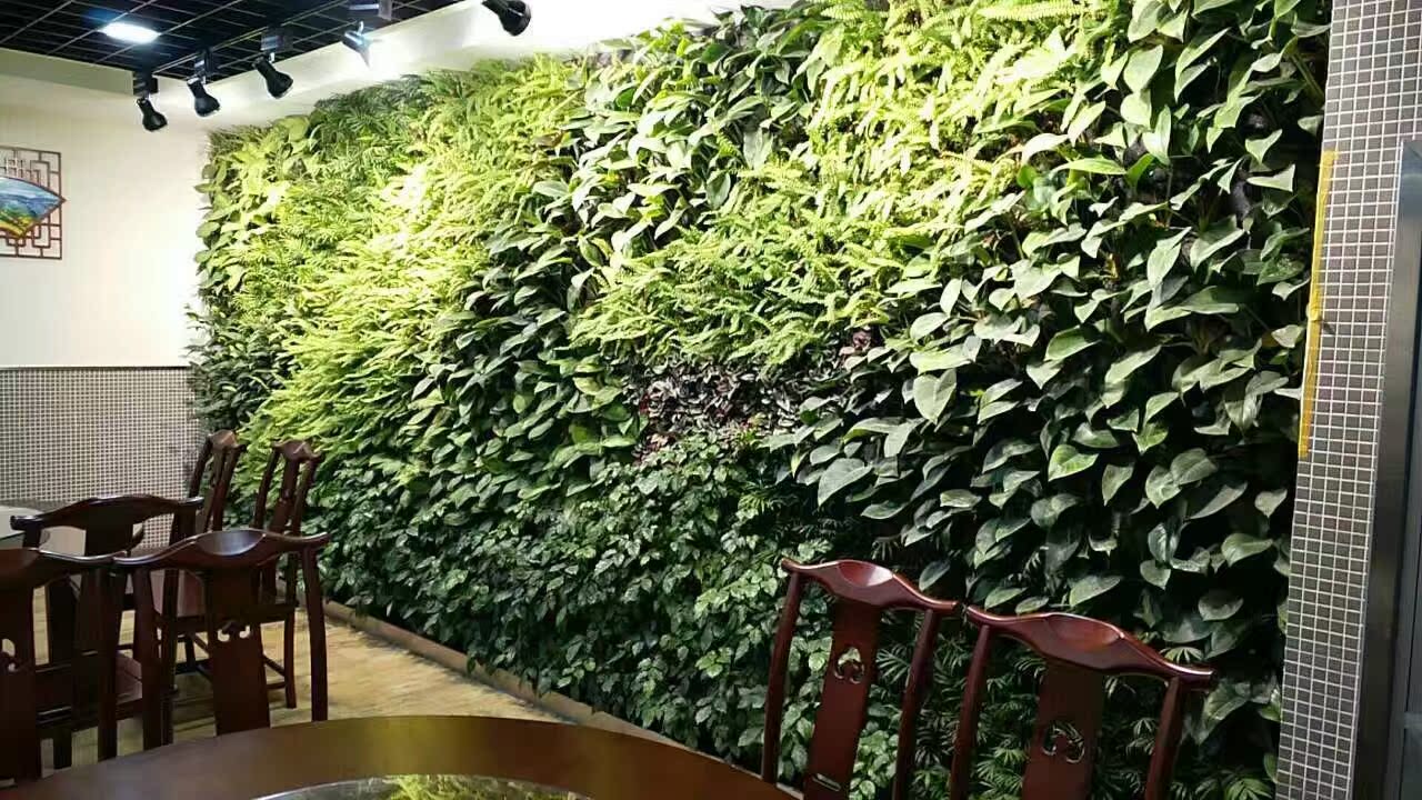 高端定制植物墙鲜活植物墙办公室绿化外立面绿化仿真植物墙绿植墙在类目 鲜花速递/花卉仿真/绿植园艺, 园艺设计服务中 - 来自Buy2taobao.com提供专业的淘宝代购服务