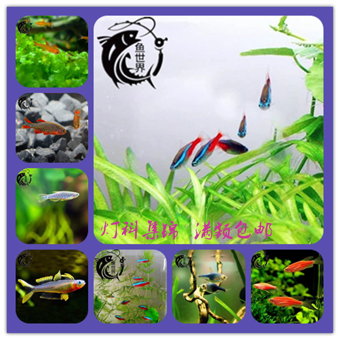 small-scale Light Division Fish Highlights Tropical Ornamental Fish Lotus Lantern freshwater Aquarium Planted tank living thing Traffic lightsin the Pet/Pet food and supplies , Aqua World , Fish category - from Buy2taobao.com to provide professional Taobao agent buy service