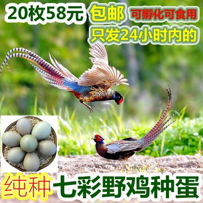 野鸡种蛋20枚七彩野山鸡蛋新鲜珍珠鸡种蛋孔雀蓝种蛋可孵化野鸡苗
