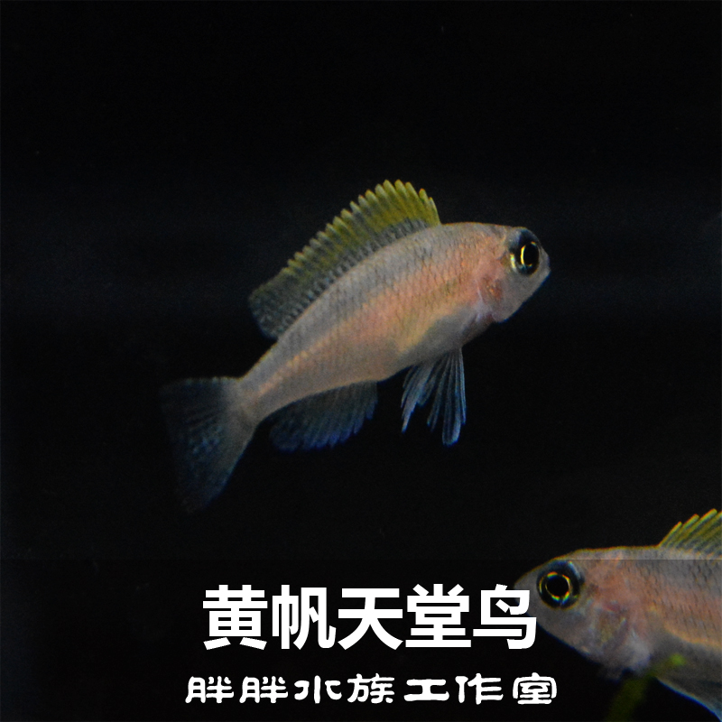 Three Lakes Cichlids Fish roll living thing wild Species of fish Multiplication wild F1 Beautiful Huangfan Bird of Paradise Ornamental fishin the Pet/Pet food and supplies , Aqua World , Fish category - from Buy2taobao.com to provide professional Taobao agent buy service