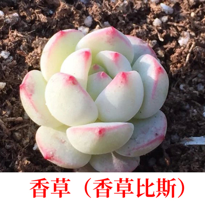 多肉小萌物 多肉植物香草比斯 多肉香草叶片 香草老桩 香草群生肉