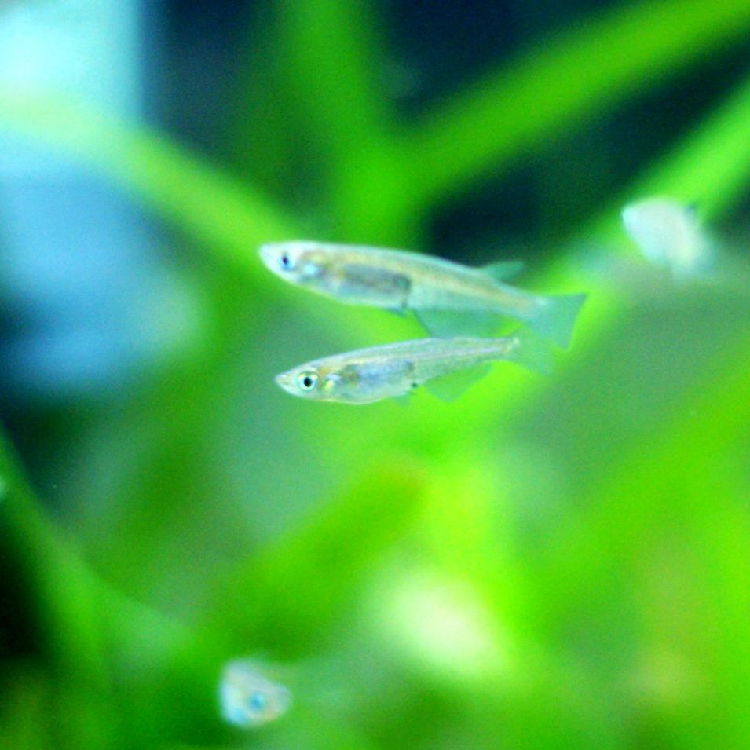 慢魚青鱂魚原生魚不怕冷的魚兒時記憶中的魚好養的魚在類目 寵物/寵物食品及用品, 水族世界, 魚中 - 來自Buy2taobao.com提供專業的淘寶代購服務