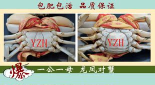  大红膏蟹 鲜活海鲜三门青蟹公母小青蟹肉蟹海螃蟹两只一斤