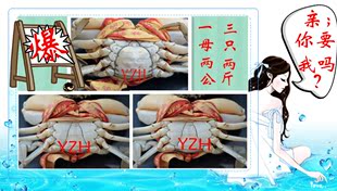  正宗三门青蟹鲜活螃蟹海鲜海螃蟹海蟹两公蟹一母蟹3只2斤
