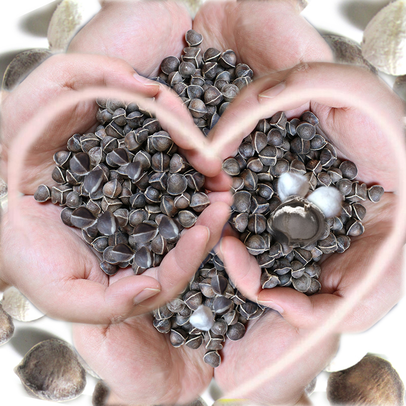 Moringa Seeds Orthodox school India Imported wild Super edible Moringa New Effect Action 250g Dressin the Traditional nourishing food , Other traditional tonic , Other traditional tonic category - from Buy2taobao.com to provide professional Taobao agent buy service