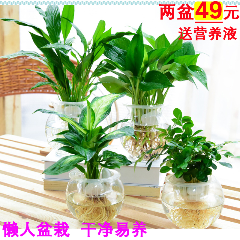 绿萝白掌九里香玻璃瓶水培植物绿植小盆栽花卉室内办公桌绿色盆景在类目 鲜花速递/花卉仿真/绿植园艺, 花卉/绿植盆栽(新), 绿植中 - 来自Buy2taobao.com提供专业的淘宝代购服务