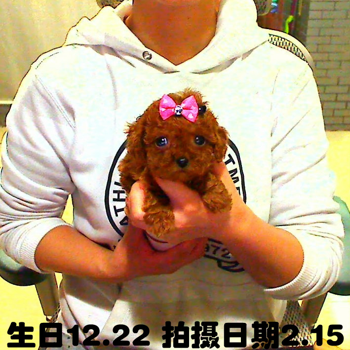 茶杯 犬包邮,茶杯 犬货到付款,茶杯犬的价格 - 茶