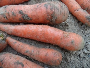  农家自种新鲜胡萝卜有机蔬菜小人参降糖降脂宝宝辅食