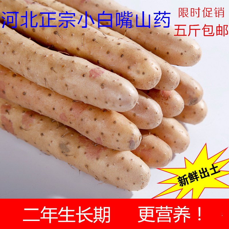 正宗小白嘴山药河北新鲜比垆土铁棍铁杆淮山实惠5斤装好吃包邮|ruв категории традиционные питательный пища, ям - от Buy2taobao.com для оказания профессиональной услуги покупки агента Taobao