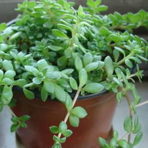 四季常青 生长速度快佛甲草吊兰 垂盆草 见土就