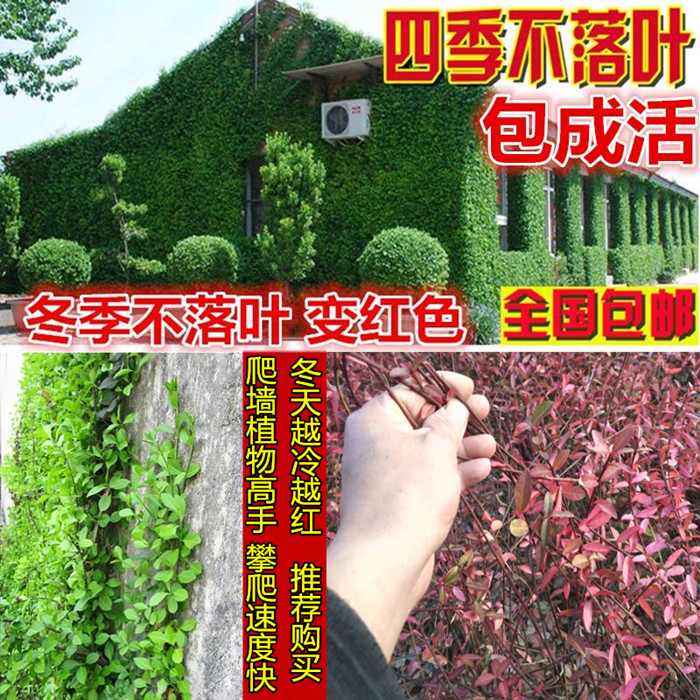 络石藤四季常青爬山虎庭院爬藤植物小叶扶芳藤苗阳台盆栽攀援花卉在类目 鲜花速递/花卉仿真/绿植园艺, 花卉/绿植盆栽(新), 花卉中 - 来自Buy2taobao.com提供专业的淘宝代购服务