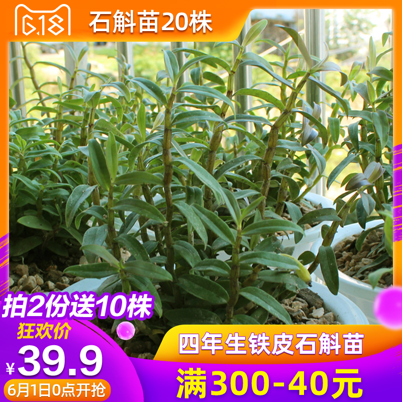 七寶堂 正宗霍山鐵皮石斛苗4年鮮條20株石斛蘭米斛楓鬥仿 野生在類目 傳統滋補營養品, 石斛/楓鬥中 - 來自Buy2taobao.com提供專業的淘寶代購服務