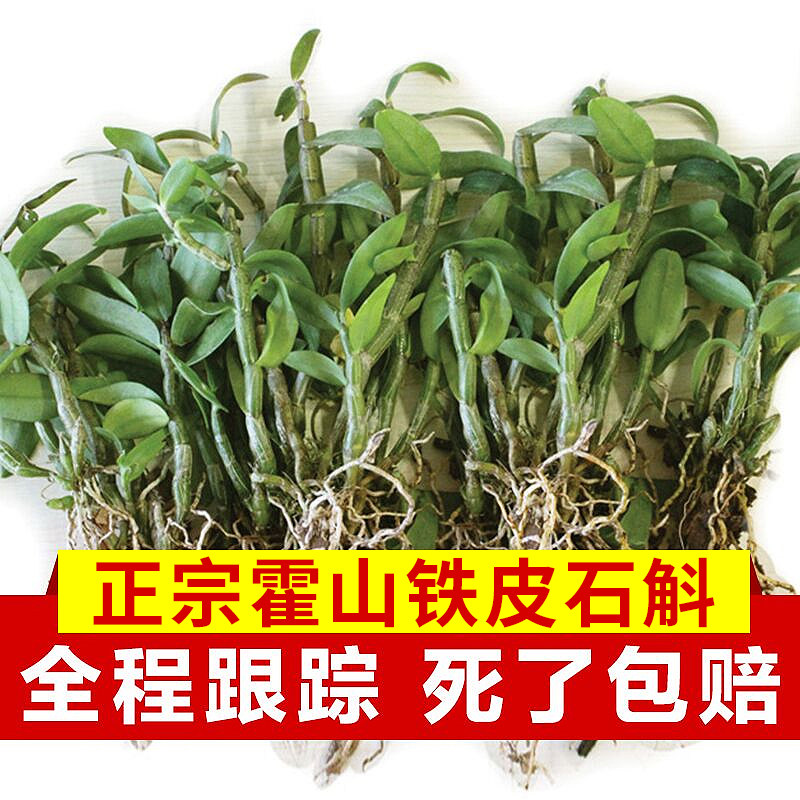 七宝堂 霍山铁皮石斛苗3年鲜条20株室内石斛兰非米斛枫斗仿 野生|msdalam kategori makanan berkhasiat tradisional, Dendrobium/Fengdou - dari Buy2taobao.com untuk memberikan perkhidmatan ejen Taobao profesional membeli