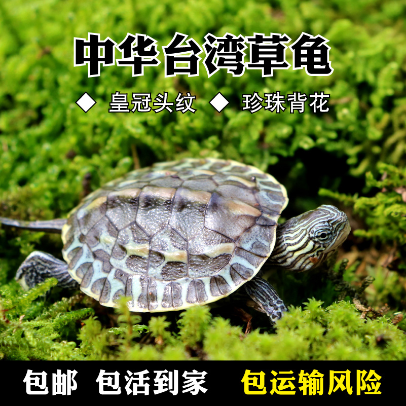 包邮 2017 绿线草龟苗 宠物龟 中华草龟 花龟 全品 免费包装|ruв категории животное/Животное питание и принадлежностей, аквариум мира, черепаха/черепаха - от Buy2taobao.com для оказания профессиональной услуги покупки агента Taobao