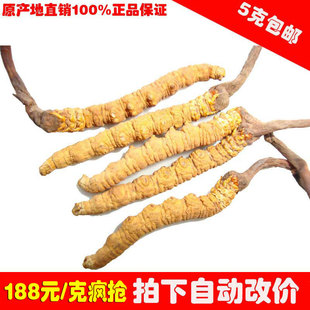  精选|经济型冬虫夏草|青海玉树虫草188元/克|规格5条/克 5克包邮