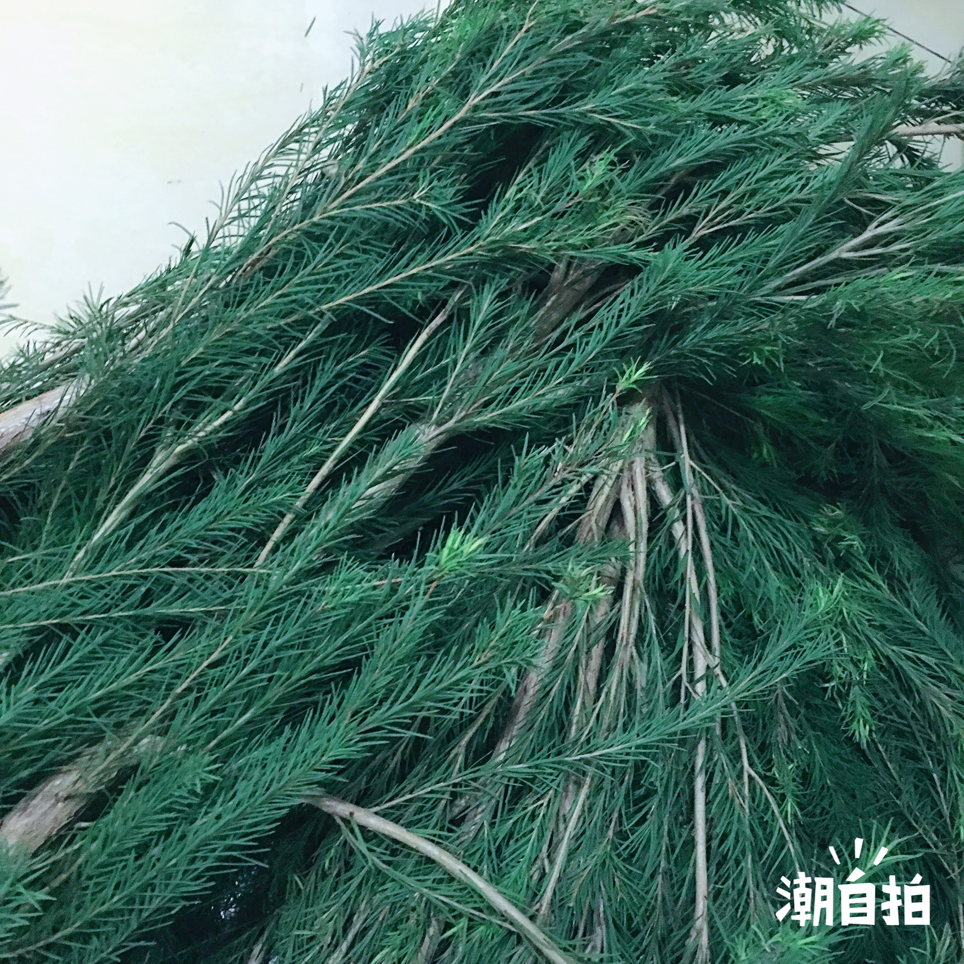 CHERIGA 预 澳洲茶树纯露 祛痘粉刺消YAN平衡油脂控油100ml在类目 美容护肤/美体/精油, 精油芳疗, 纯露/花水中 - 来自Buy2taobao.com提供专业的淘宝代购服务