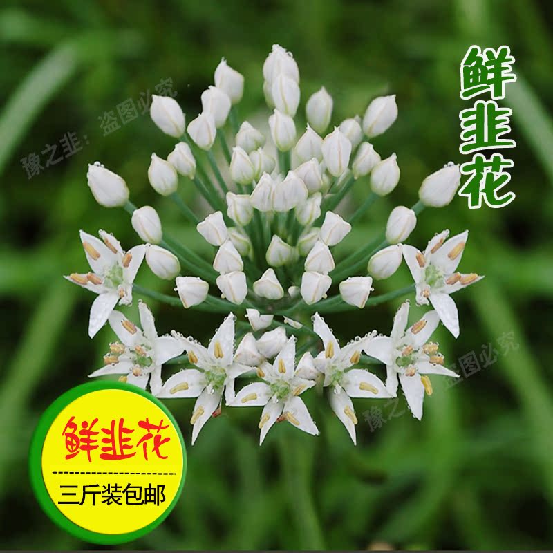 19 Fresh vegetables Leek flower sauce raw material Chives Budin the Aquatic meat/Fresh fruits and vegetables/Cooked , Fresh vegetables/Vegetable products , Fresh vegetables , Other category - from Buy2taobao.com to provide professional Taobao agent buy service