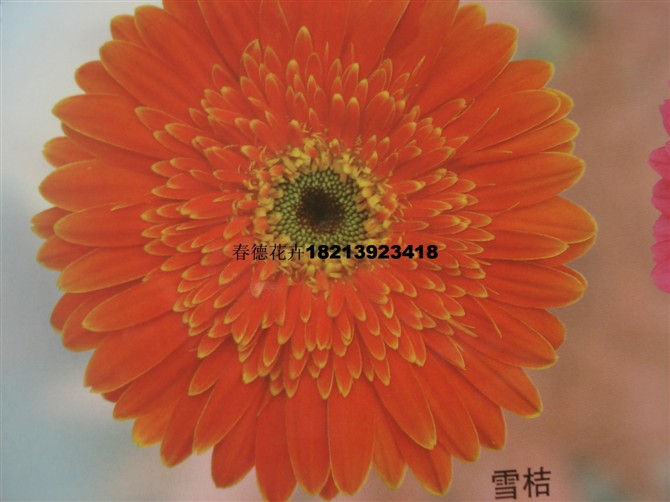 全国包邮 非洲菊苗-扶郎花苗 菊花品种菊花苗大雪桔1000棵起在类目 鲜花速递/花卉仿真/绿植园艺, 花卉/绿植盆栽(新), 绿植中 - 来自Buy2taobao.com提供专业的淘宝代购服务