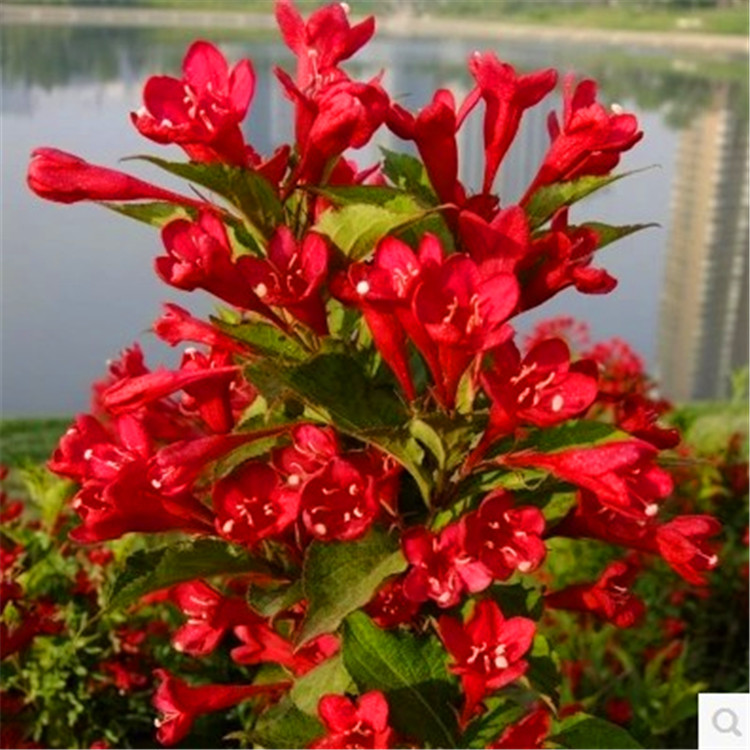 大量出售绿化苗木庭院花卉红王子锦带小苗 耐寒耐旱 红王子锦带苗在类目 鲜花速递/花卉仿真/绿植园艺, 花园植物/行道树/果树, 观叶 /花灌木中 - 来自Buy2taobao.com提供专业的淘宝代购服务