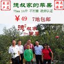 山东烟台苹果水果新鲜栖霞冰糖心红富士苹果批发 7省包邮 75#10斤 山东烟台苹果水果新鲜栖霞冰糖心红富士苹果批发 7省包邮 75#10斤