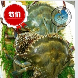  海鲜野生鲜活梭子蟹母蟹新鲜水产母螃蟹海蟹连云港特产1斤三只